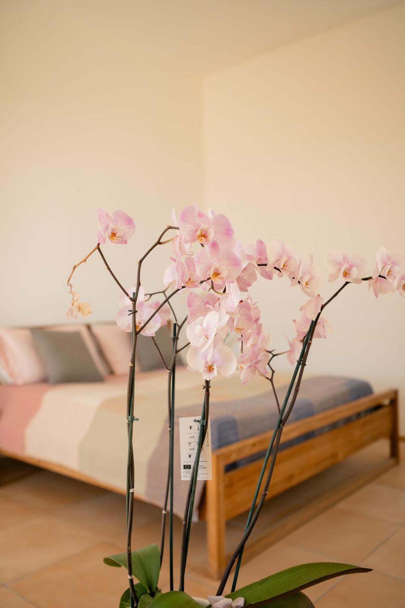 Tenuta Calitto Wine Resort E Spa 伊斯基亚 外观 照片