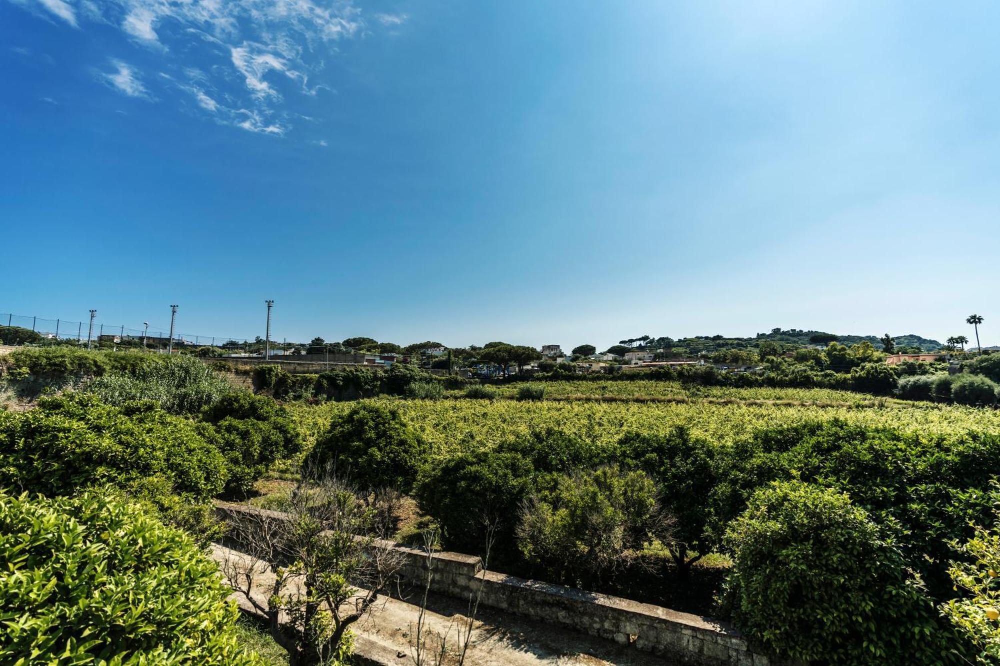 Tenuta Calitto Wine Resort E Spa 伊斯基亚 外观 照片