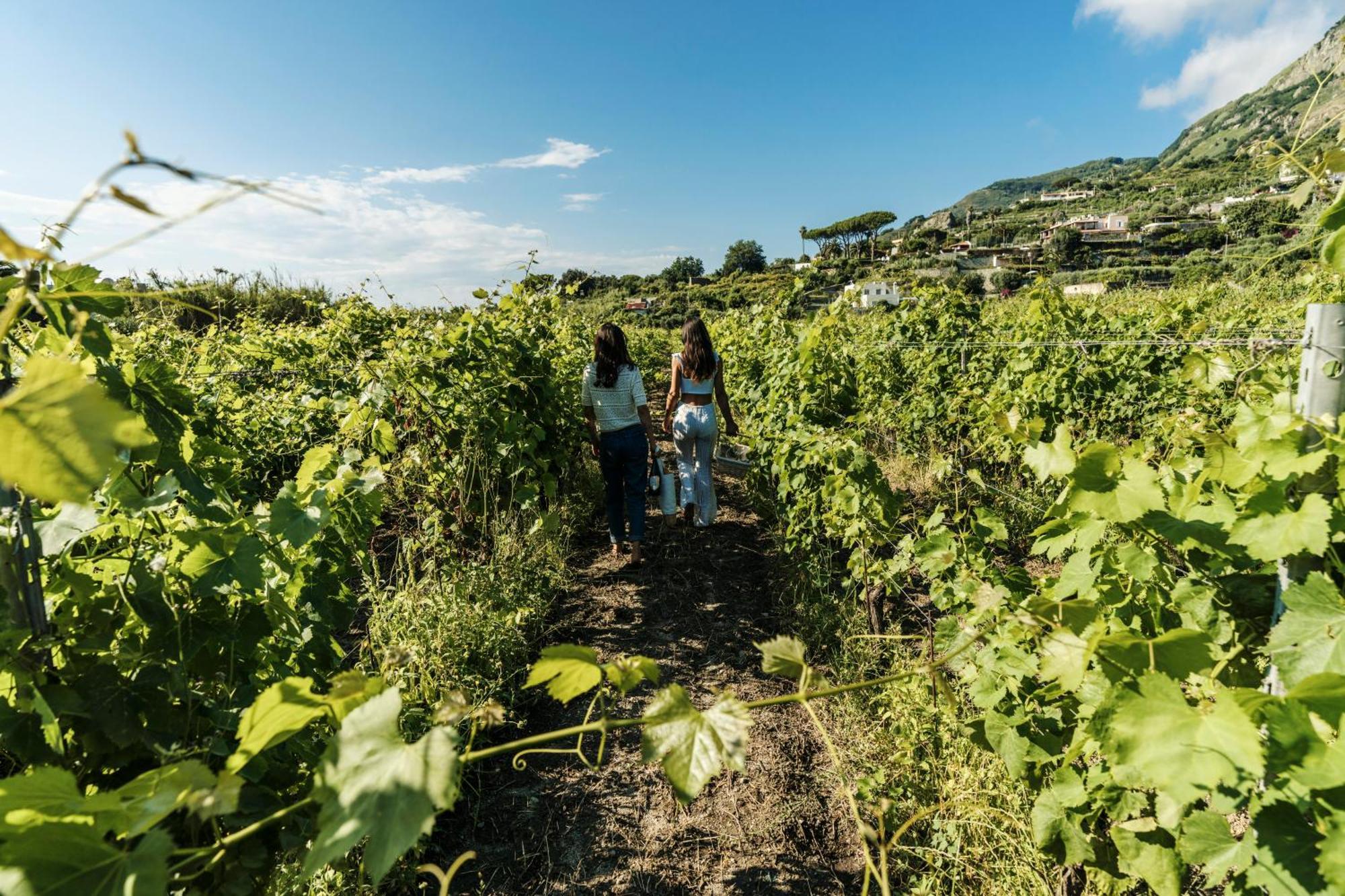 Tenuta Calitto Wine Resort E Spa 伊斯基亚 外观 照片