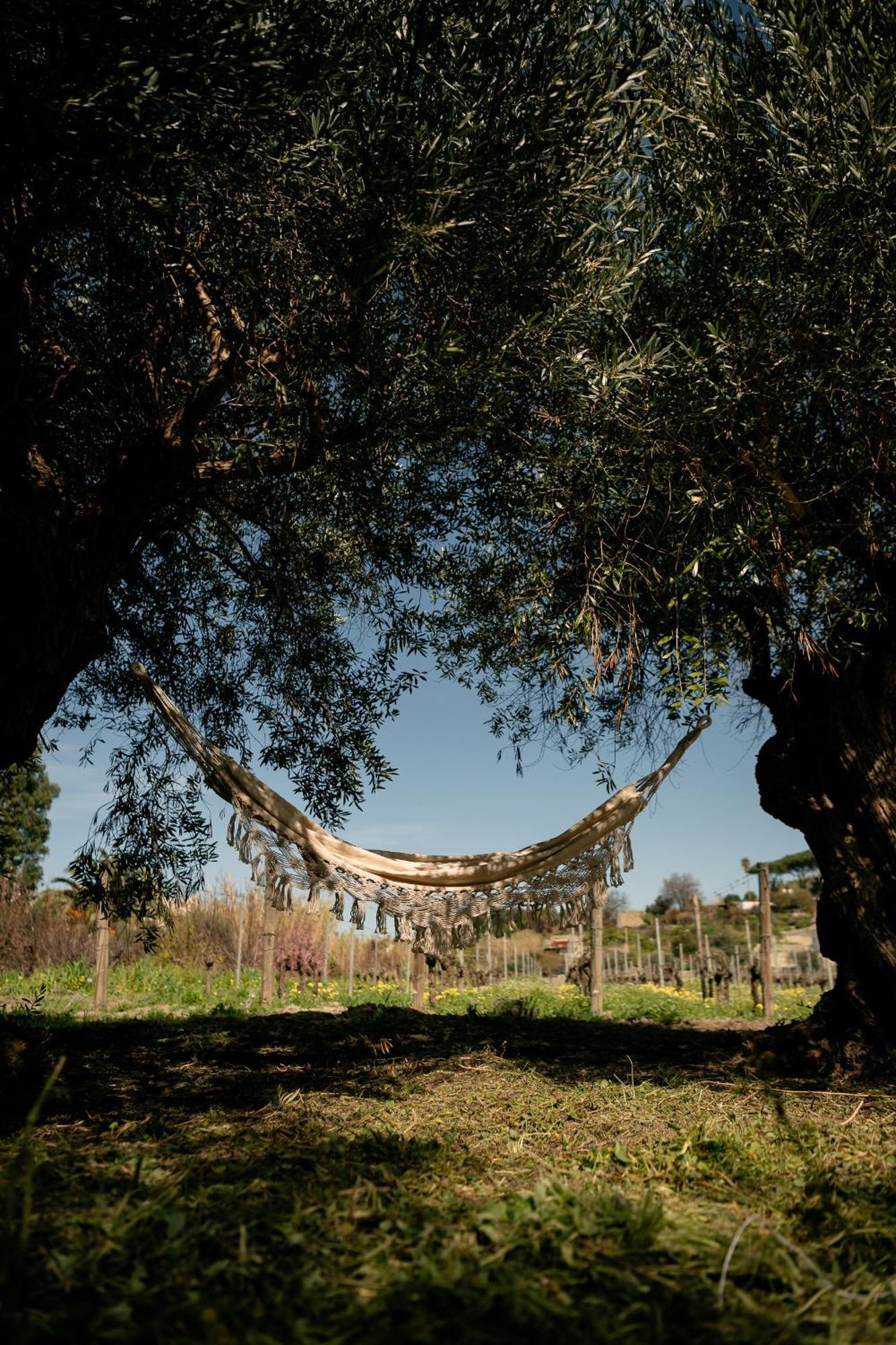 Tenuta Calitto Wine Resort E Spa 伊斯基亚 外观 照片